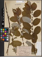 Foto von Salix caprea L.